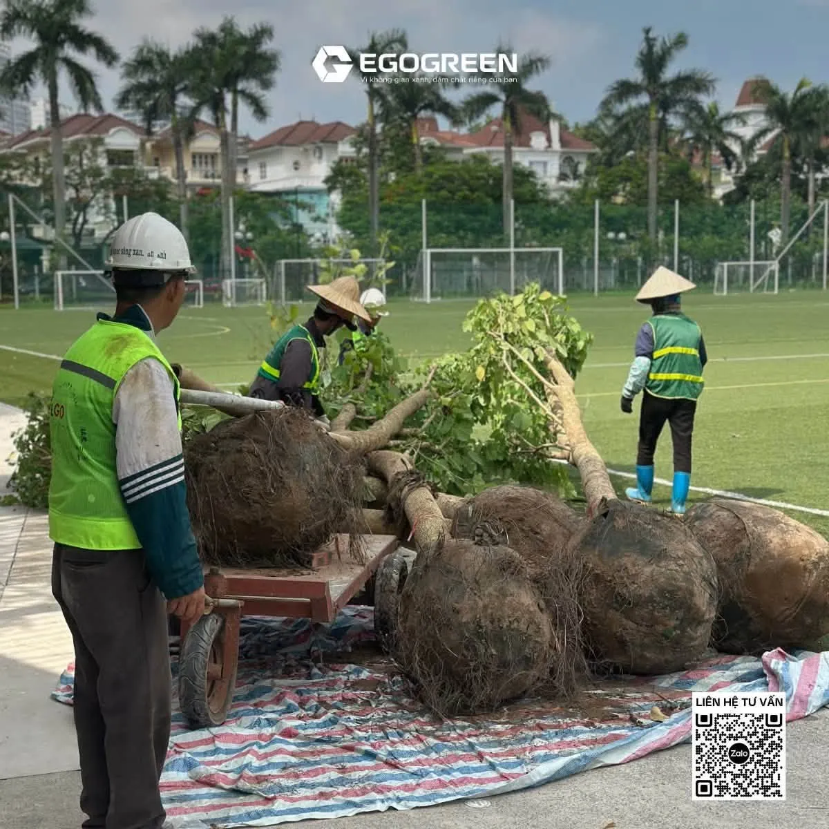 Những cây xanh kích thước lớn được đưa vào công trình ngay từ giai đoạn đầu của dự án.